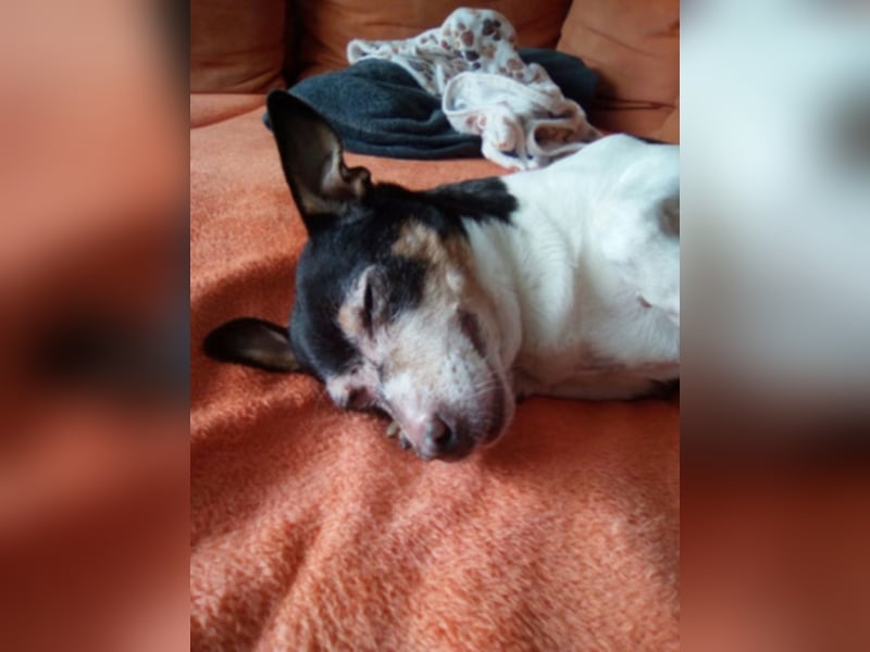 Buffy braucht dringend ein neues Zuhause