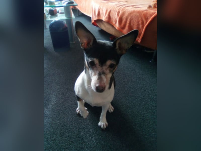 Buffy braucht dringend ein neues Zuhause