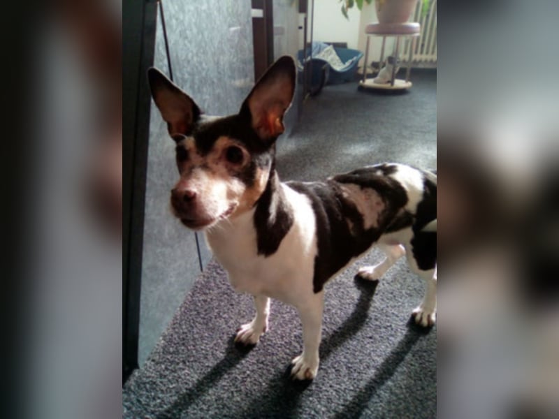 Buffy braucht dringend ein neues Zuhause