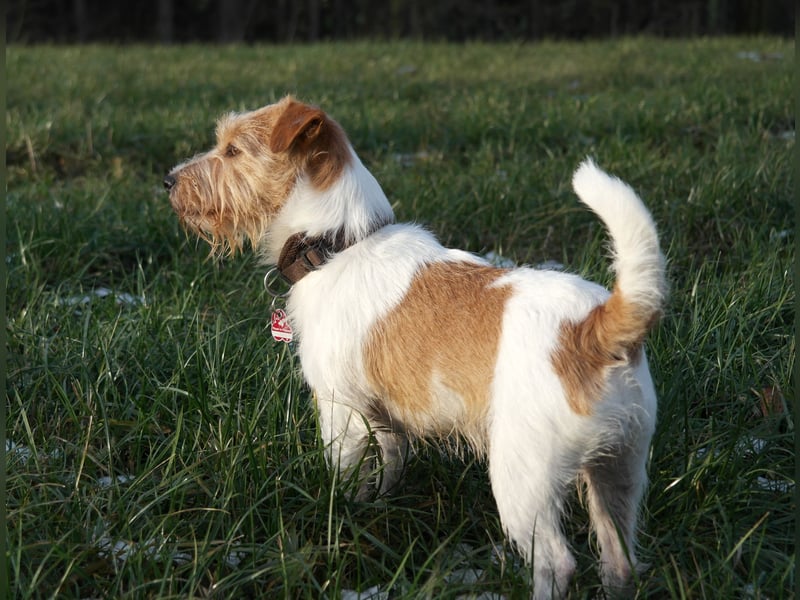 6 jährige Jack Russell Hündin in liebevolle Hände abzugeben