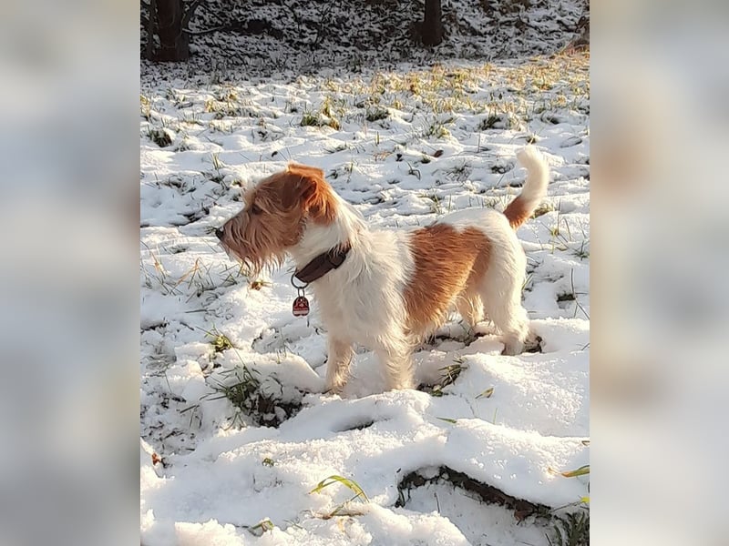6 jährige Jack Russell Hündin in liebevolle Hände abzugeben
