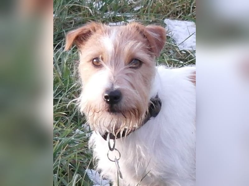 6 jährige Jack Russell Hündin in liebevolle Hände abzugeben