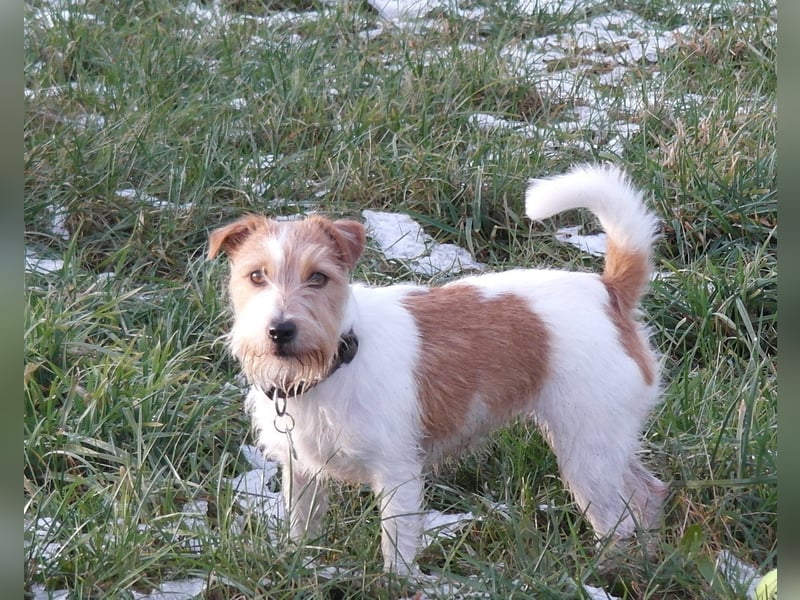 6 jährige Jack Russell Hündin in liebevolle Hände abzugeben