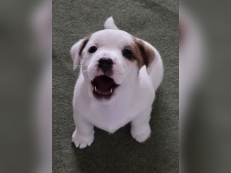 Jack Russell Terrier Glatthaar – 3 Hündinnen mit FCI-Ahnentafel