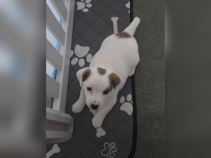 Jack Russell Terrier Glatthaar – 3 Hündinnen mit FCI-Ahnentafel