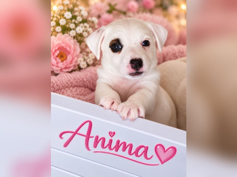 Jack Russell Terrier Glatthaar – 3 Hündinnen mit FCI-Ahnentafel