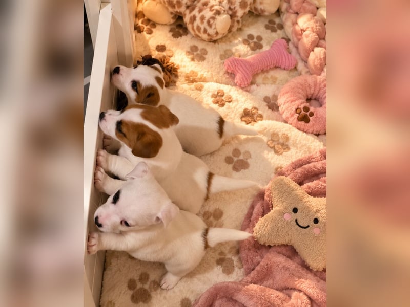 Jack Russell Terrier Glatthaar – 3 Hündinnen mit FCI-Ahnentafel