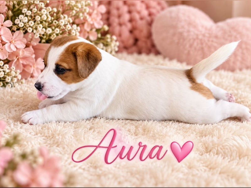 Jack Russell Terrier Glatthaar – 3 Hündinnen mit FCI-Ahnentafel