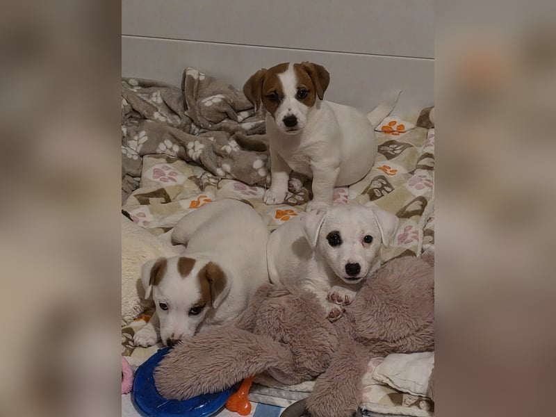 Jack Russell Terrier Glatthaar – 3 Hündinnen mit FCI-Ahnentafel