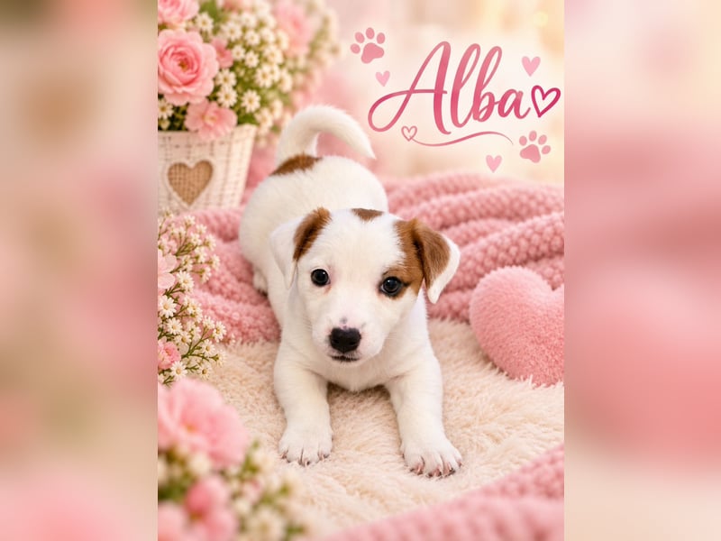Jack Russell Terrier Glatthaar – 3 Hündinnen mit FCI-Ahnentafel