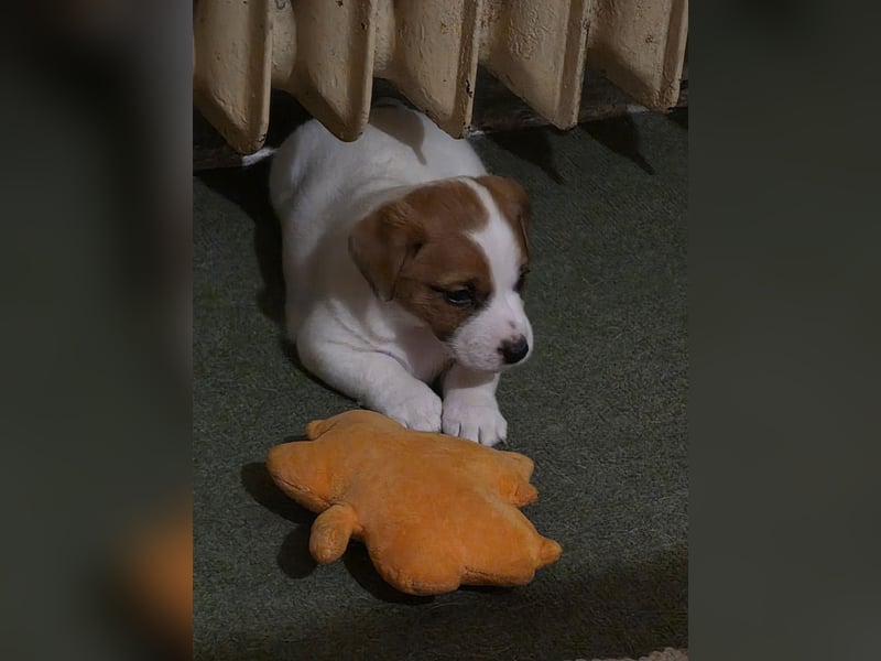 Jack Russell Terrier Glatthaar – 3 Hündinnen mit FCI-Ahnentafel
