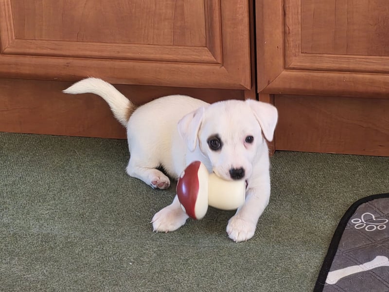 Jack Russell Terrier Glatthaar – 3 Hündinnen mit FCI-Ahnentafel