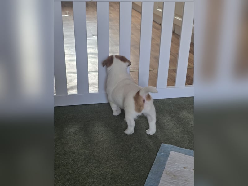 Jack Russell Terrier Glatthaar – 3 Hündinnen mit FCI-Ahnentafel