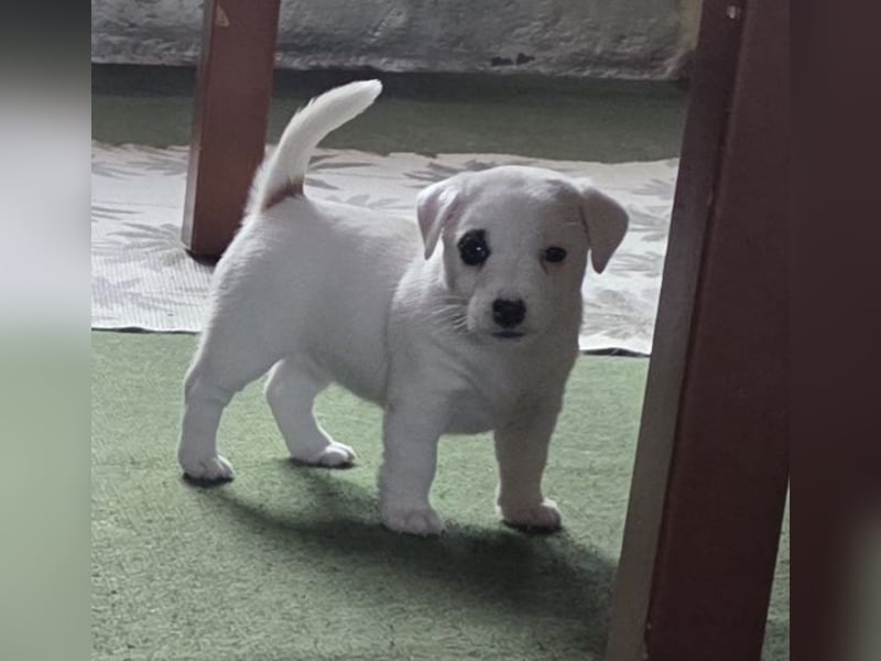 Jack Russell Terrier Glatthaar – 3 Hündinnen mit FCI-Ahnentafel