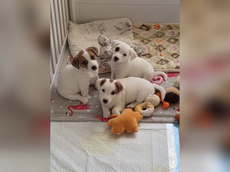 Jack Russell Terrier Glatthaar – 3 Hündinnen mit FCI-Ahnentafel