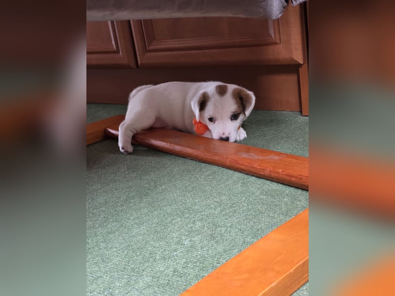 Jack Russell Terrier Glatthaar – 3 Hündinnen mit FCI-Ahnentafel
