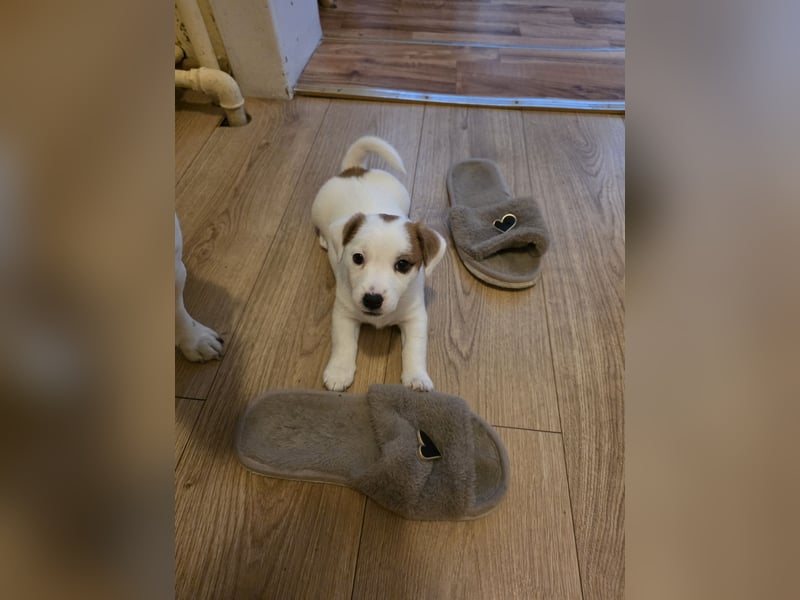 Jack Russell Terrier Glatthaar – 3 Hündinnen mit FCI-Ahnentafel