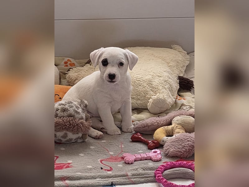 Jack Russell Terrier Glatthaar – 3 Hündinnen mit FCI-Ahnentafel