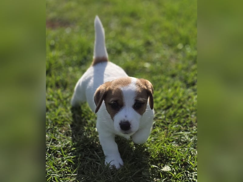 Jack Russell Terrier Glatthaar – 3 Hündinnen mit FCI-Ahnentafel
