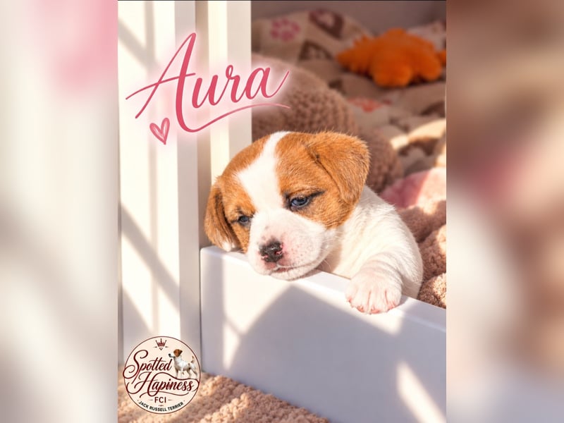 Jack Russell Terrier Glatthaar – 3 Hündinnen mit FCI-Ahnentafel