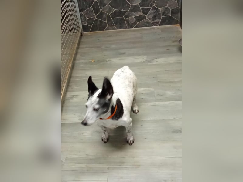 PATTY & BOGA suchen zusammen ein Zuhause