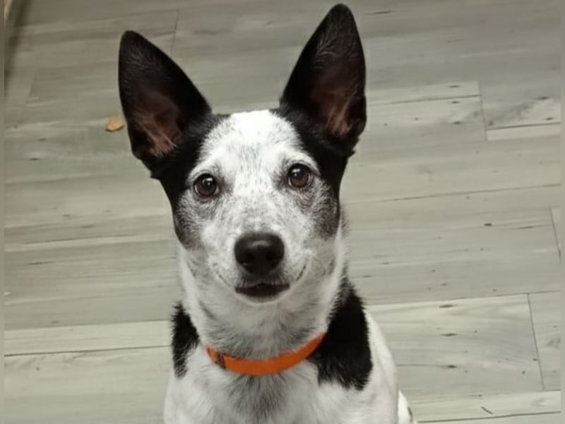 PATTY & BOGA suchen zusammen ein Zuhause