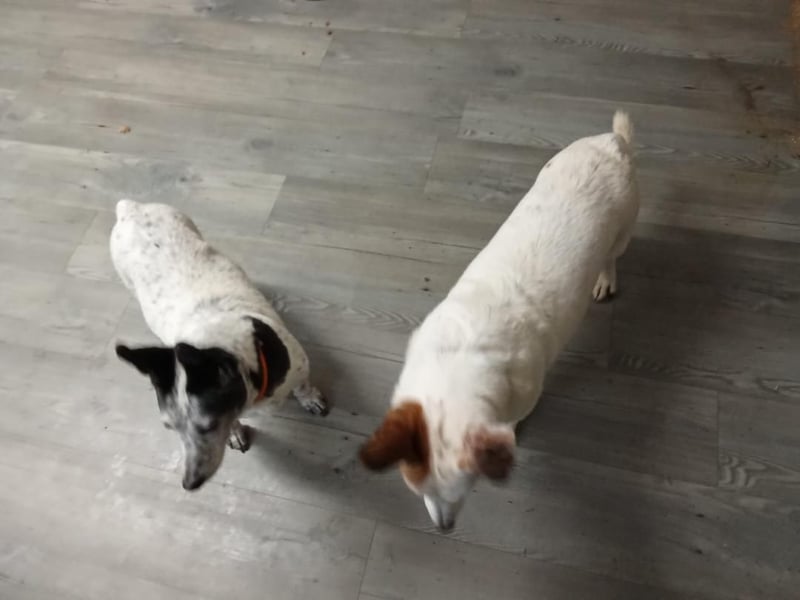 PATTY & BOGA suchen zusammen ein Zuhause