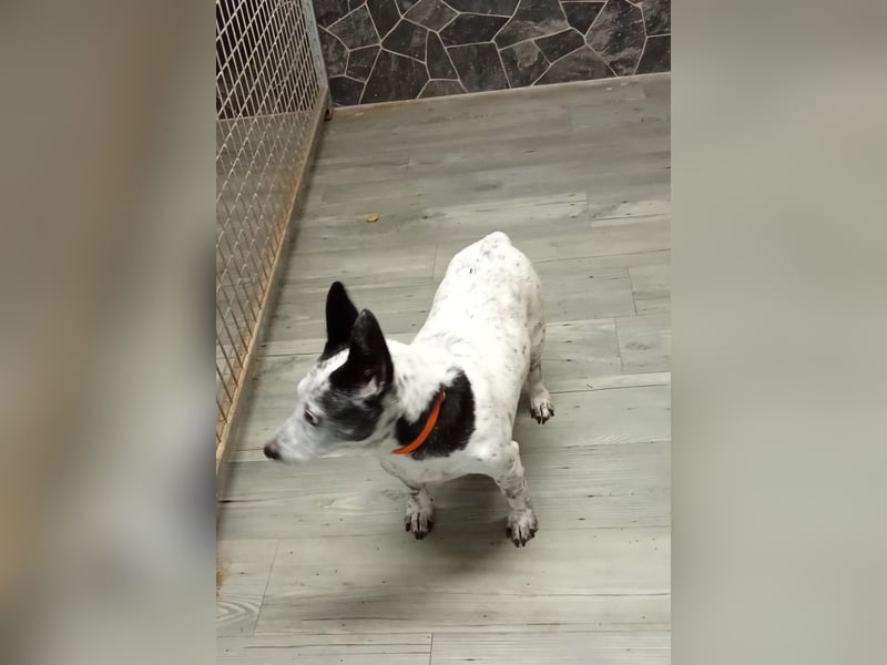 PATTY & BOGA suchen zusammen ein Zuhause