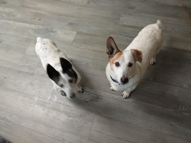 PATTY & BOGA suchen zusammen ein Zuhause