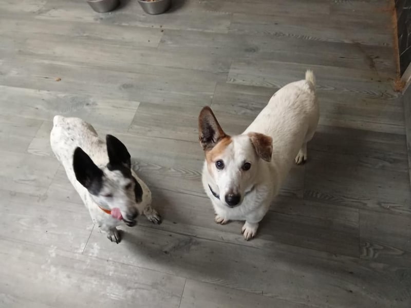 PATTY & BOGA suchen zusammen ein Zuhause