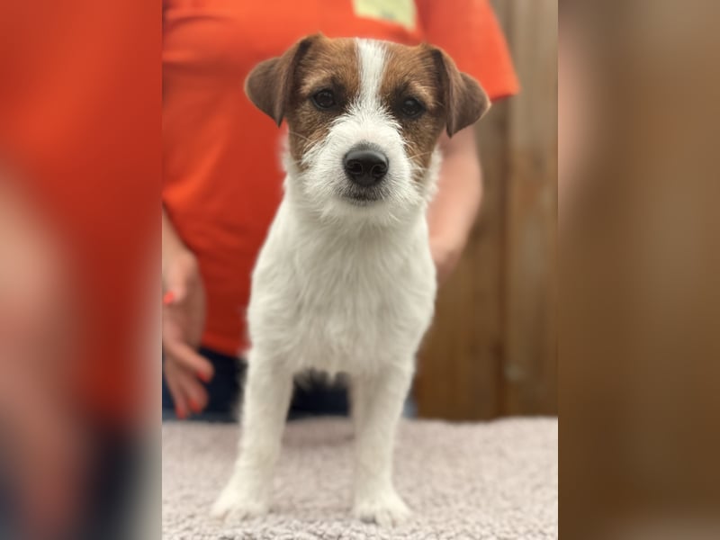 Jack Russell Terrier Deckrüde