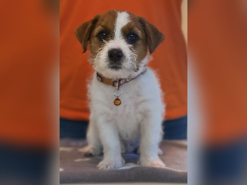 Jack Russell Terrier Deckrüde