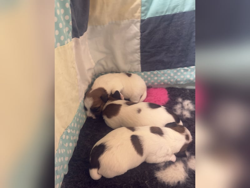 Jack Russell Terrier Deckrüde