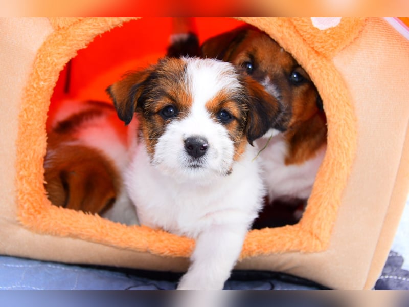 Jack Russell Terrier Deckrüde