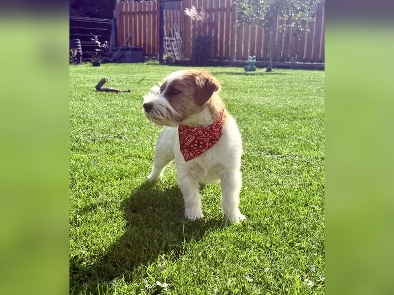 Deckrüde Jack russell Terrier mit Körung