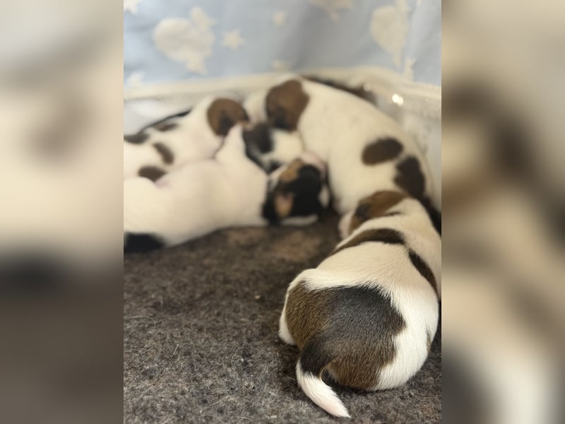 Jack Russell Terrier Deckrüde