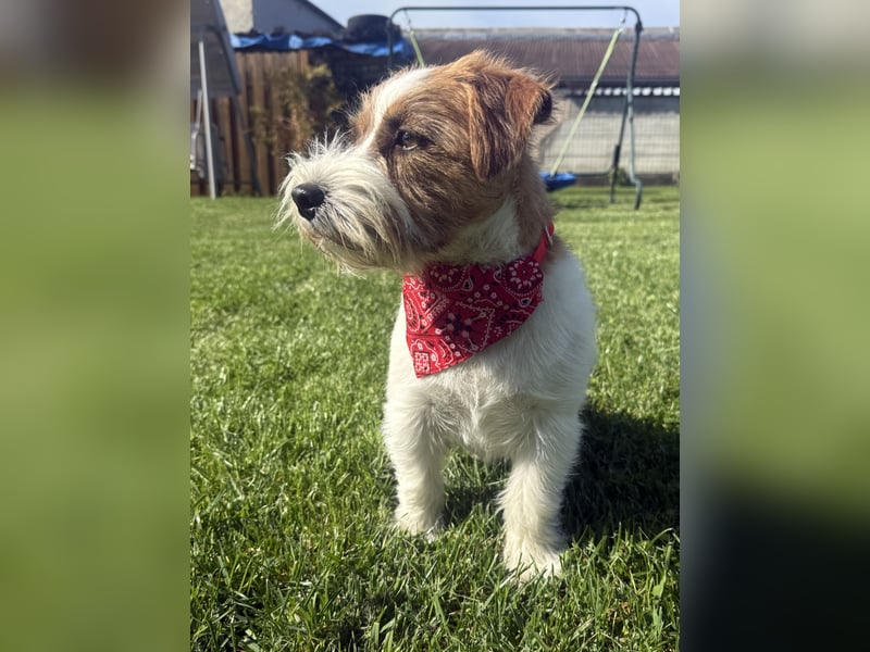 Jack Russell Terrier Deckrüde