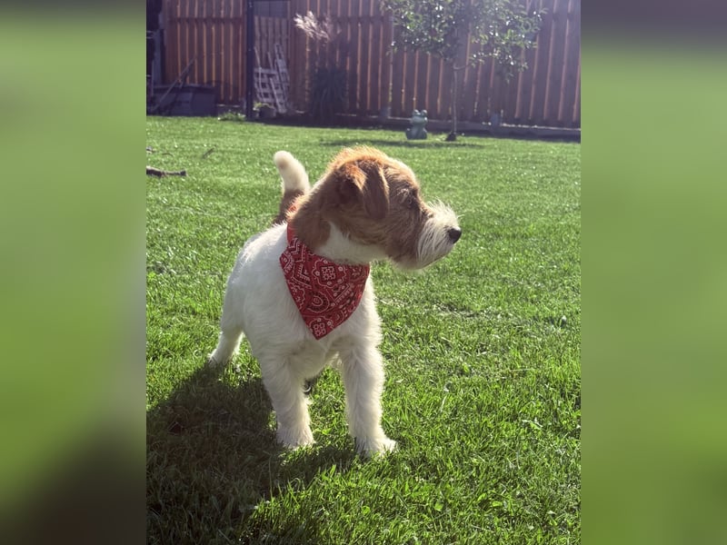 Deckrüde Jack russell Terrier mit Körung
