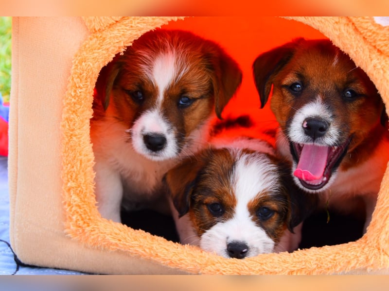 Jack Russell Terrier Deckrüde