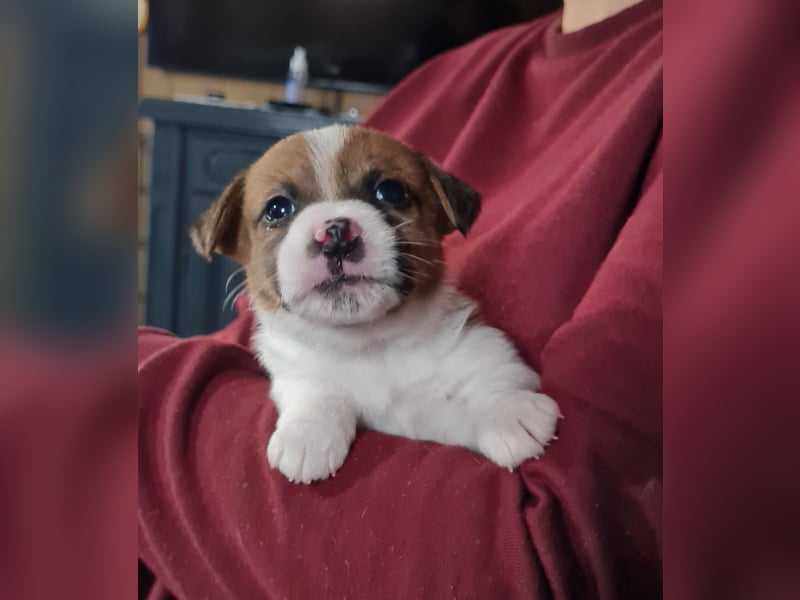 Jack Russell welpen