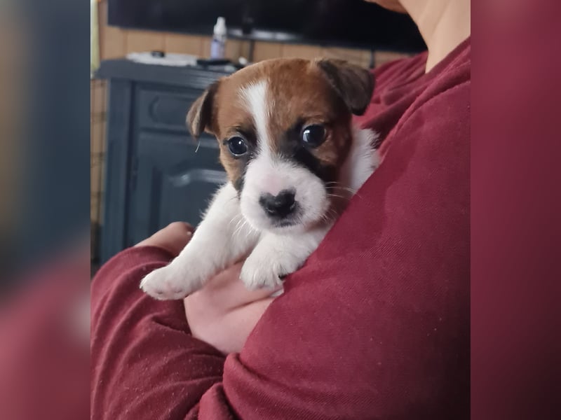 Jack Russell welpen