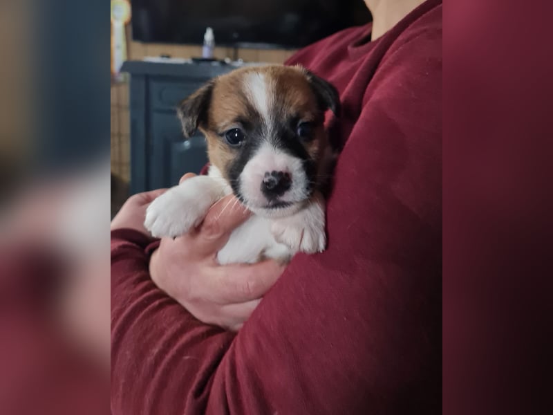 Jack Russell welpen