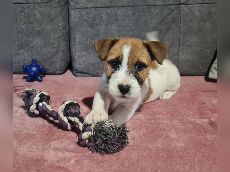 Jack Russell welpen