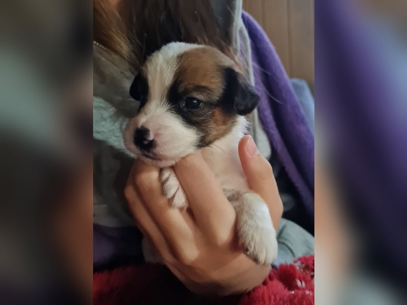 Jack Russell welpen