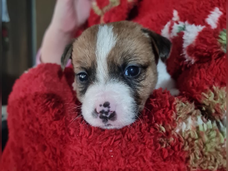 Jack Russell welpen