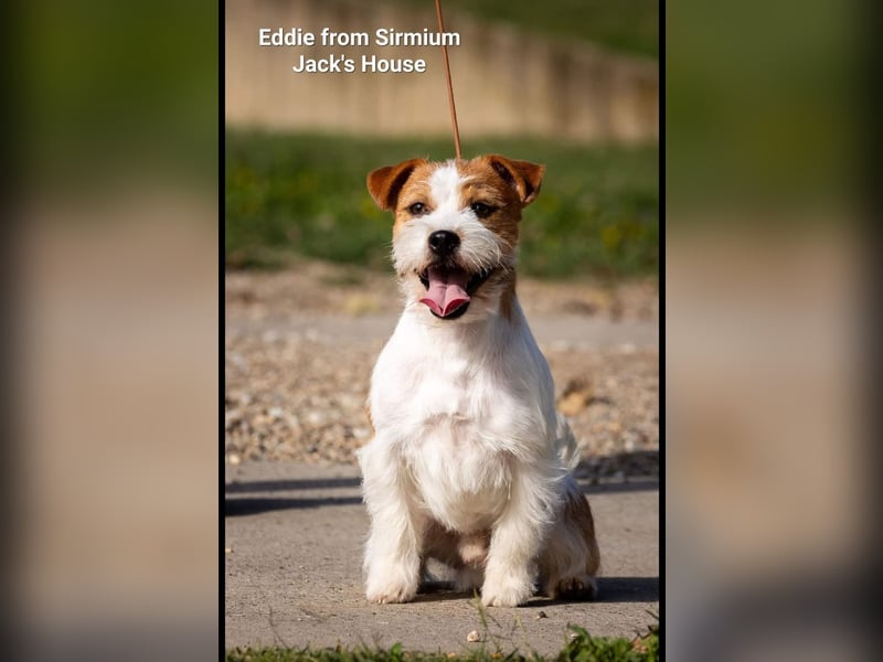 Jack Russell welpen