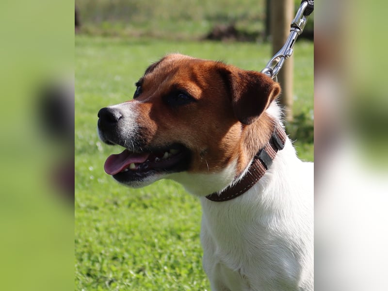 Jack Russell welpen