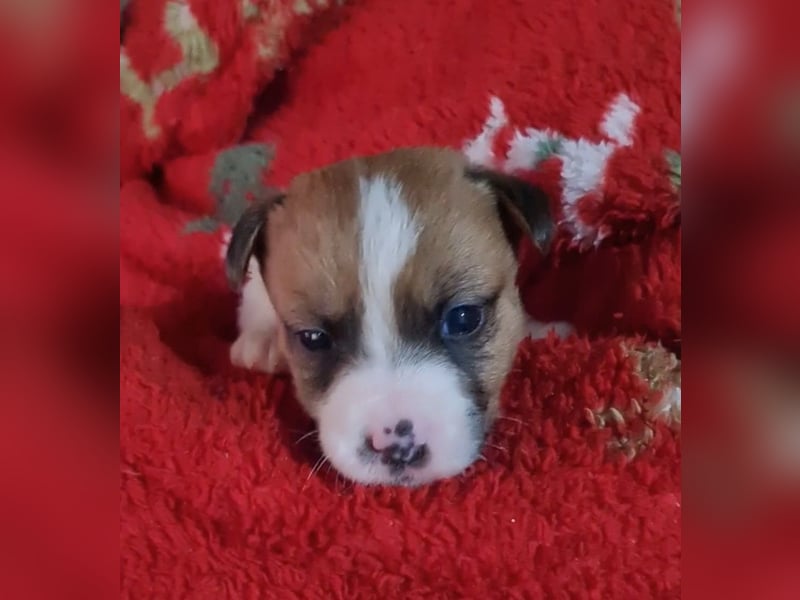 Jack Russell welpen