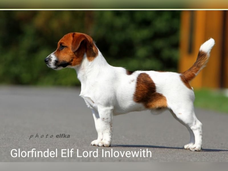 Jack Russell welpen