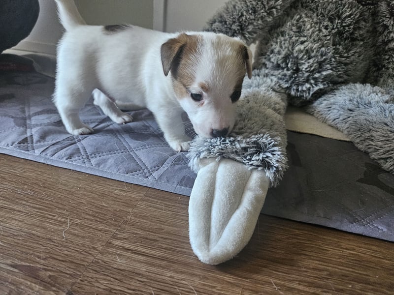 Jack Russell Terrier Welpen